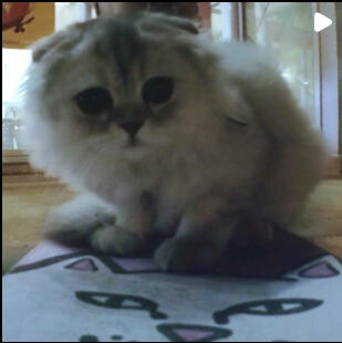 Video of Peepo the Cat